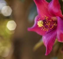 une fleur d'arbre de démangeaison de vache. fermer photo