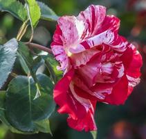 une rose thé rouge et blanche photo