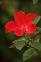 une rose de Chine rouge vif photo