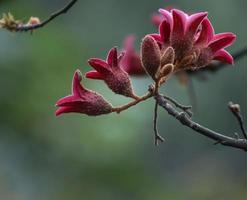 fleurir sur un cotonnier de soie rouge photo