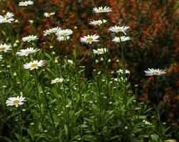 un stand de marguerites shasta photo