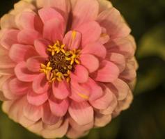 un zinnia commun rose orangé photo