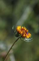 une fleur de couverture à feuilles de lance photo