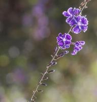 gouttes de rosée dorées. fleurit sur une seule tige photo