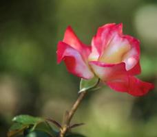 une fleur de rose thé rouge et blanc vif photo