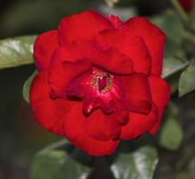 une rose thé profondément rouge photo