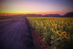 paysage de champ de tournesols en fleurs sur fond de coucher de soleil ou de crépuscule à lopburi en thaïlande photo