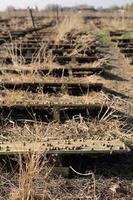 agriculture biologique, agriculture, escargots comestibles sur planches de bois. production d'escargots. ferme d'escargots. les escargots sont des mollusques à coquille rayée de brun, au stade de maturation. photo