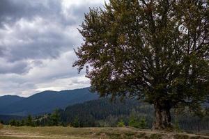 vue magnifique sur la forêt de conifères sur les puissantes montagnes des carpates et beau fond de ciel nuageux. beauté de la nature ukrainienne vierge sauvage, europe. attraction touristique populaire. photo