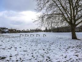 arbres et végétation en hiver sur la neige dans un parc photo