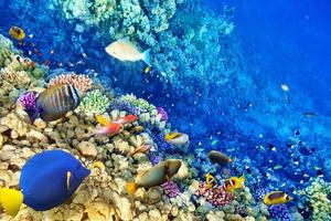 monde sous-marin avec des coraux et des poissons tropicaux.