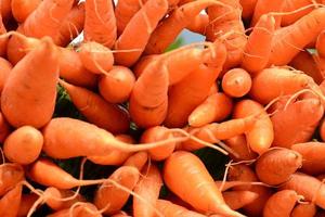 carottes fraîches photo
