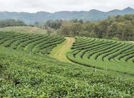 plantation de thé biologique sur la colline. photo