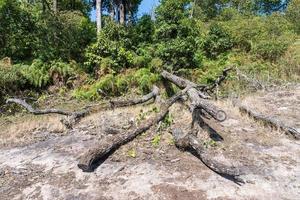 le problème de la déforestation. photo