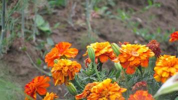 soucis dans le jardin. fleurs d'oranger photo