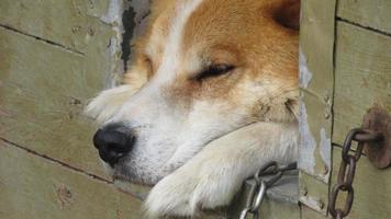 un chien dans une cabine. beau portrait d'un chien rouge. photo en gros plan d'un chien