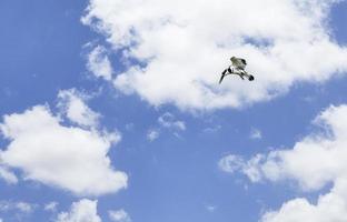 Sterne noire, Onychoprion fuscatus dans le ciel en vol photo