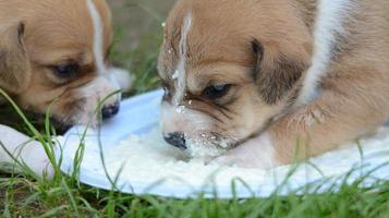 chiot chien amstaff boire du lait