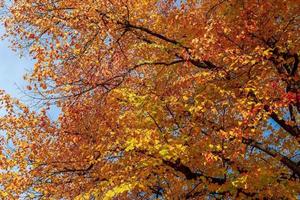 bel arbre d'automne avec des feuilles de couleur orange et rouge par une journée ensoleillée. photo