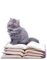 mignon petit chaton et livres photo