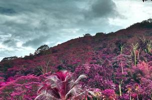 belles photos infrarouges roses et violettes de palmiers tropicaux aux seychelles