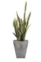 sansevieria trifasciata ou plante serpent en pot gris photo