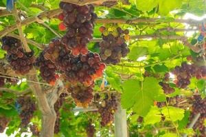 de grosses grappes de raisins rouges pendent d'une vigne photo