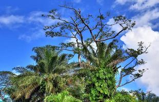 belles impressions du paysage tropical sur le paradis des îles seychelles photo