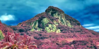 belles photos infrarouges roses et violettes de palmiers tropicaux aux seychelles
