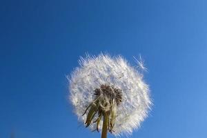 vue en gros plan sur une fleur blowball contre un ciel bleu clair. photo
