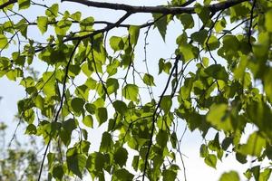 arbre de printemps, gros plan photo