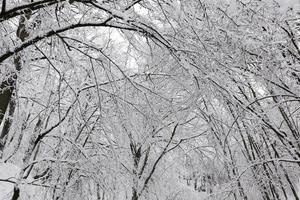 forêt d'hiver avec des arbres sans feuillage photo