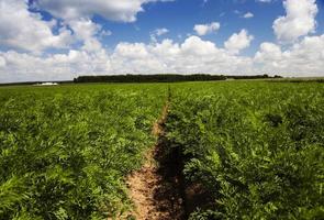 champ de carottes, agricole photo