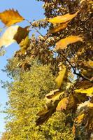 forêt d'automne, gros plan photo