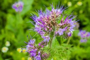 paysage européen naturel. beau lila violet fleurissant des fleurs de phacelia tanacetifolia sur un champ au coucher du soleil. photo