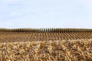 maïs sur un champ agricole photo