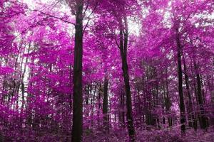 beau panorama infrarouge rose et violet d'une forêt. photo