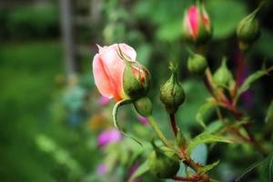 vue de dessus d'une fleur de rose dans un arrière-plan flou. photo