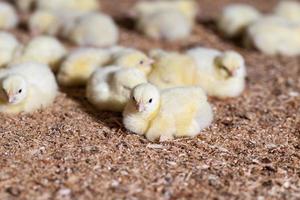 poussins de poulet dans une ferme avicole