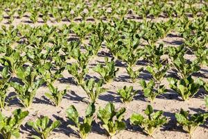 champs agricoles avec betterave à sucre verte photo