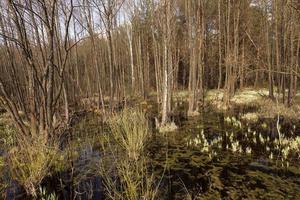 printemps marécageux, gros plan photo