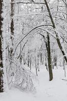 arbres poussant dans le parc recouvert de neige et de glace photo