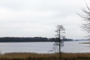 arbres dénudés, lac photo