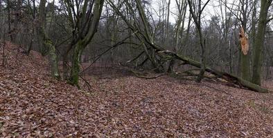 forêt d'érables, automne photo