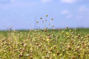 un champ agricole avec des plants de lin photo