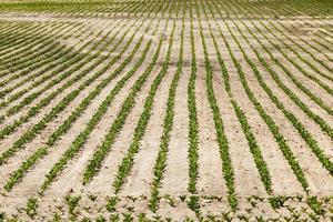 la betterave sucrière est cultivée photo