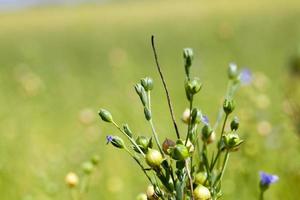 un champ agricole avec des plants de lin photo