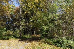 arbres dans une forêt mixte pendant la chute des feuilles photo