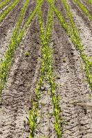 jeune maïs vert sur un champ agricole au printemps photo