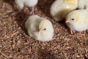 élevage de poulets dans une ferme avicole photo